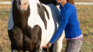 Leberprobleme beim Pferd – Ein umfassender Einblick in Symptome und Warnsignale