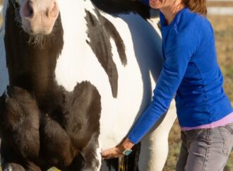 Leberprobleme beim Pferd – Ein umfassender Einblick in Symptome und Warnsignale