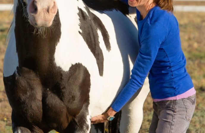 Leberprobleme beim Pferd – Ein umfassender Einblick in Symptome und Warnsignale