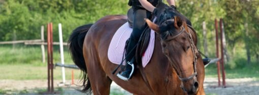 Die Lernfähigkeit älterer Pferde: Eine Studie der Universität Pisa