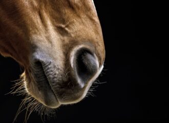 Wenn die Nebenhöhlen streiken – Ein praktischer Ratgeber zur Behandlung der Sinusitis beim Pferd