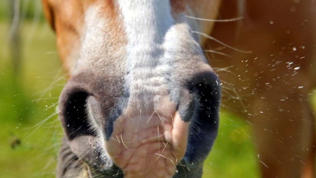 Druse bei Pferden – Ursachen, Symptome & Behandlung
