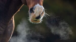 Pneumonie (Lungenentzündung) bei Pferden – Ursachen, Symptome, Behandlung und Prävention