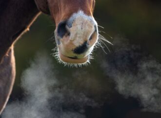 Pneumonie (Lungenentzündung) bei Pferden – Ursachen, Symptome, Behandlung und Prävention