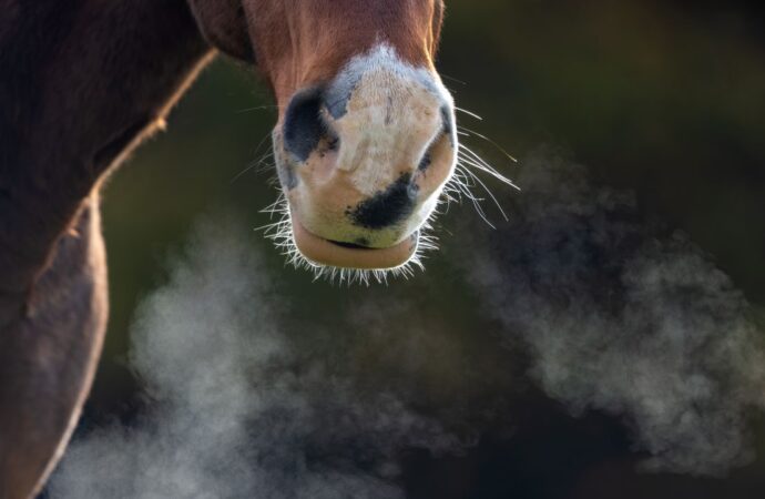 Pneumonie (Lungenentzündung) bei Pferden – Ursachen, Symptome, Behandlung und Prävention
