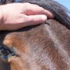 Purpura Haemorrhagica bei Pferden – Ursachen, Symptome, Behandlung und Prävention
