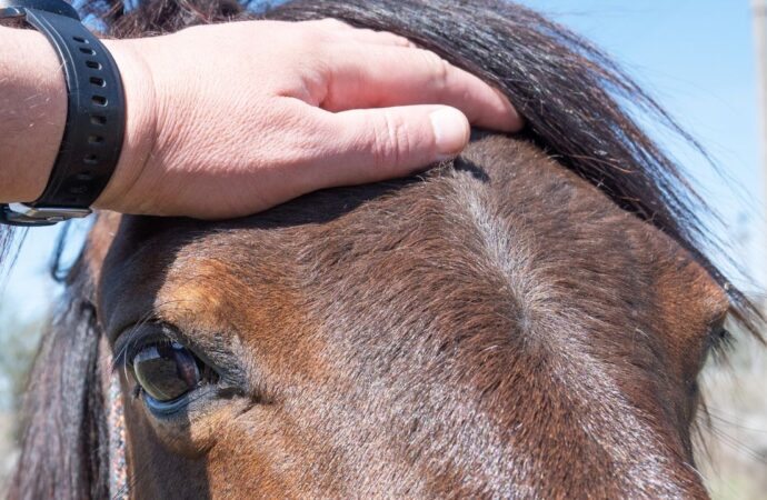 Purpura Haemorrhagica bei Pferden – Ursachen, Symptome, Behandlung und Prävention
