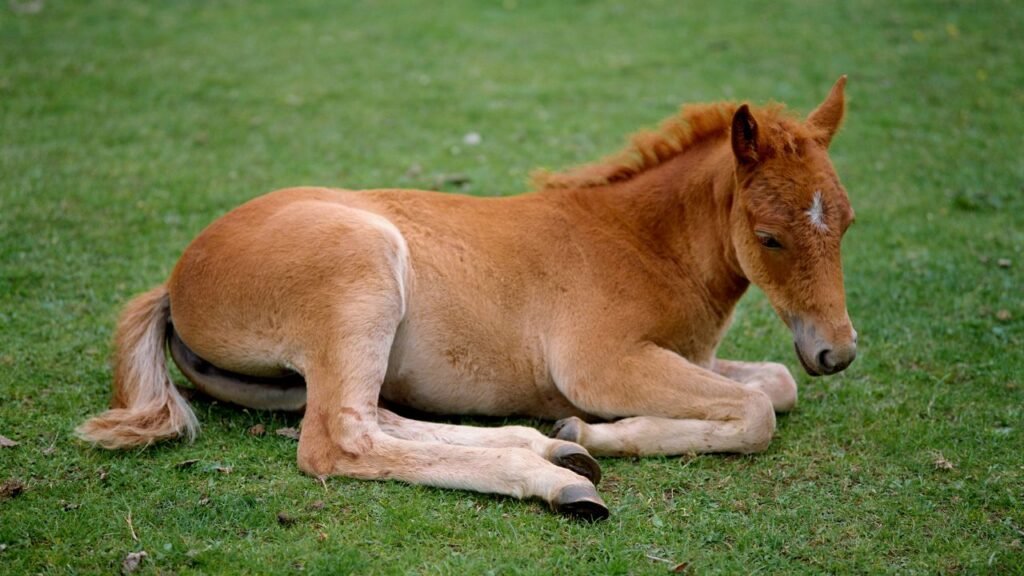 Fohlen mit Muskelschwäche – Anzeichen für Shaker Foal Syndrome