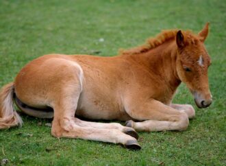 Shaker Foal Syndrome – Eine tödliche Gefahr für Fohlen