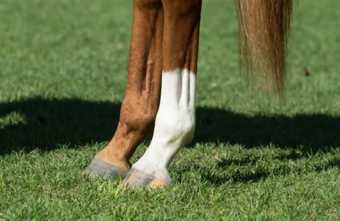 Die 7 besten Zusatzfutter für Gelenke im Test: Was bei Arthrose wirklich hilft