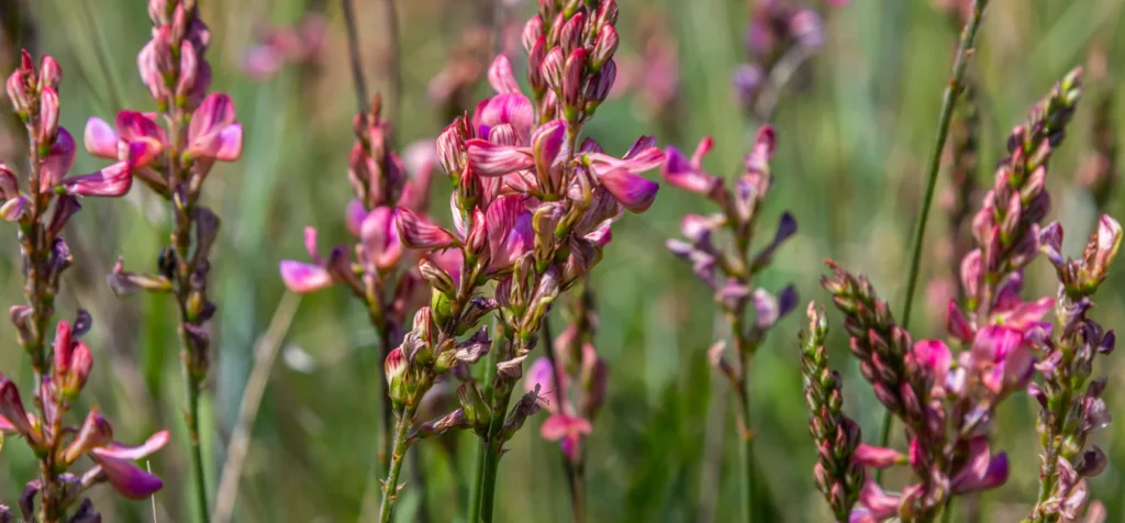 Blühendes Esparsette-Feld in der Abendsonne, Symbol für natürliche Pferdefütterung.